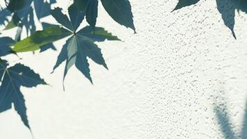 Abstract shadows of tree leaves on a white wall under soft daylight. Minimalistic nature background. video