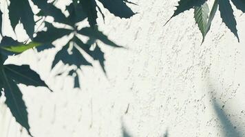 Tree branch shadows on a white wall in natural sunlight. Minimalistic design concept. video