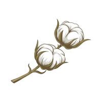 Two fluffy cotton bolls on a branch, ready for harvest. Soft, white fibers are clearly visible vector