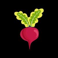 Beetroot isolated on black background. vector