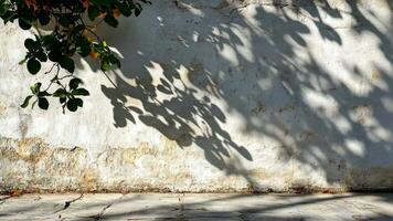 Large windows letting in sunlight to illuminate an empty white room with a tree outside, casting beautiful shadows background video