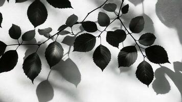 Monochrome capture of a leafy branch illuminated by sunlight, casting artistic shadows on a white backdrop video