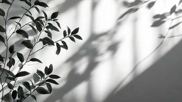 Large windows letting in sunlight to illuminate an empty white room with a tree outside, casting beautiful shadows background video
