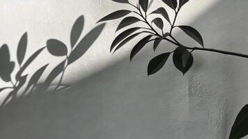 Large windows letting in sunlight to illuminate an empty white room with a tree outside, casting beautiful shadows background video