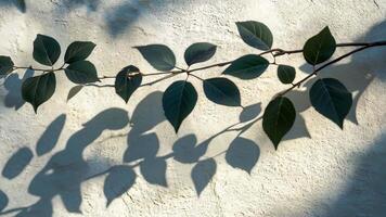 Monochrome capture of a leafy branch illuminated by sunlight, casting artistic shadows on a white backdrop video