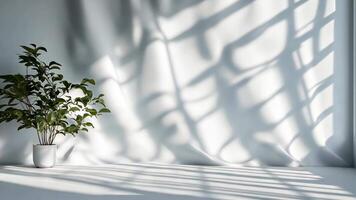 Large windows letting in sunlight to illuminate an empty white room with a tree outside, casting beautiful shadows background video