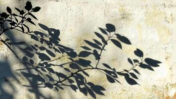 Large windows letting in sunlight to illuminate an empty white room with a tree outside, casting beautiful shadows background video