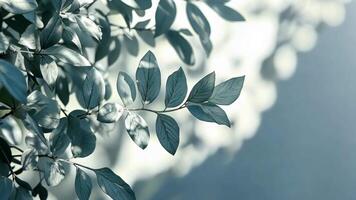 Light blue leaves casting soft shadows on a white background, creating a serene and elegant atmosphere video
