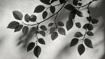 Monochrome capture of a leafy branch illuminated by sunlight, casting artistic shadows on a white backdrop video