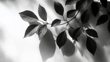 Monochrome capture of a leafy branch illuminated by sunlight, casting artistic shadows on a white backdrop video