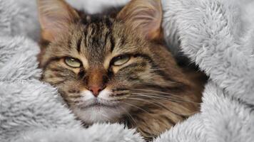 Cute tabby cat lies wrapped in a blanket. Concept of adorable pets. video