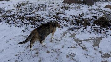 A tabby cat carefully walks across a snow-dusted field covered with fallen leaves. The winter landscape is peaceful, with patches of grass and stones visible in the frost, capturing the calm and quiet video