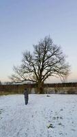 A young woman in a long winter coat walks along a snowy path towards a 300-year-old oak tree at sunset. The bare branches of surrounding trees contrast with the soft pastel sky, creating a peaceful video