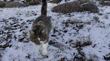 A tabby cat carefully walks across a snow-dusted field covered with fallen leaves. The winter landscape is peaceful, with patches of grass and stones visible in the frost, capturing the calm and quiet video