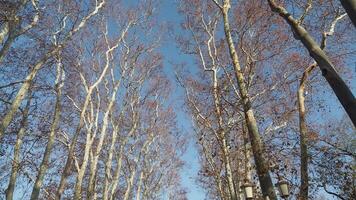 Branches of deciduous trees in the park in spring sunny weather, video