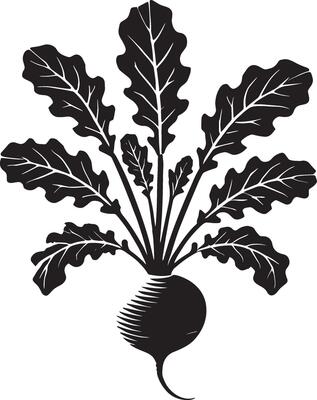Spicy radish shadow design isolated on a crisp white surface