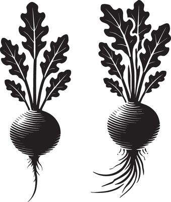 Flavorful radish shadow artwork on a pure white surface