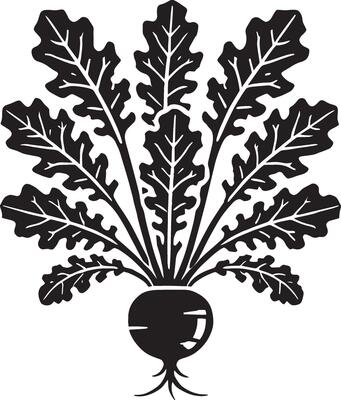 Nutritious radish root silhouette on a blank white background