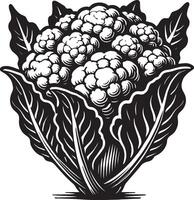 Organic farm cauliflower shadow design on a pure white surface vector