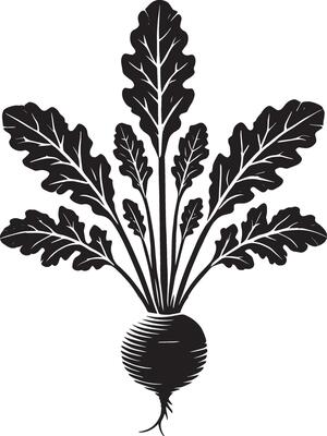 Flavor-packed radish vegetable shadow artwork on a blank white backdrop
