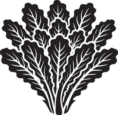 Elegant lettuce leaf shadow illustration on white