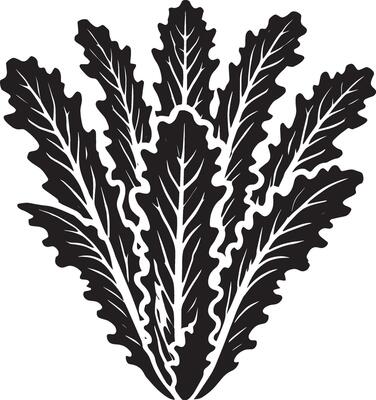 Unique lettuce plant silhouette design on a pristine white backdrop