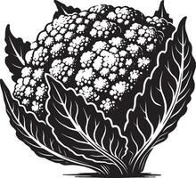 Classic cauliflower shadow illustration on a white background vector