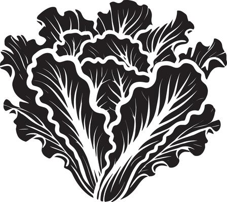 Harmonious lettuce leaf silhouette on a clean white backdrop