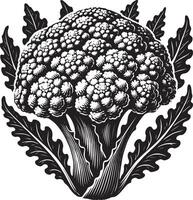 Raw cauliflower vegetable shadow design on a pristine white canvas vector