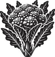 Farm fresh cauliflower silhouette illustration on white vector