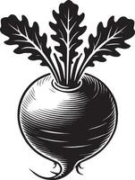Fresh picked radish root icon design on a white backdrop vector