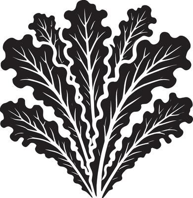 Bold and elegant lettuce leaf illustration on white