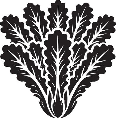 Stunning lettuce plant shadow design on white background