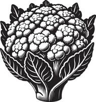 Organic produce cauliflower shadow illustration on a clean white surface vector