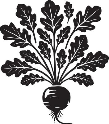 Tangy radish vegetable shape design isolated on a pure white surface