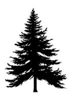 Fir trees silhouette. Black silhouette of sine tree on white background. illustration vector
