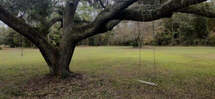 A swing is sitting in the middle of a field photo
