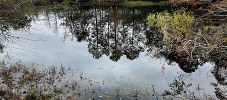 A small pond with trees and grass in the background photo