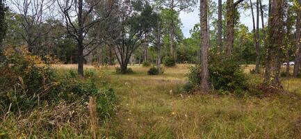A grassy field with trees in the background photo