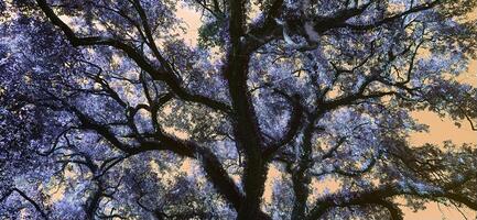 A tree with many branches photo