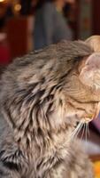 Majestic Cat Profile With Soft Fur and Captivating Expression video