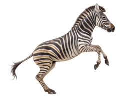 A zebra jumping with legs extended, its striped body in a dynamic pose, isolated on a transparent background png