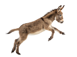The donkey is jumping, isolated on a transparent background png
