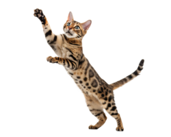A Bengal cat jumping playfully with paws extended, sleek spotted fur shimmering isolated on a transparent background png
