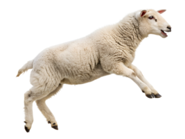 The sheep is jumping, isolated on a transparent background png