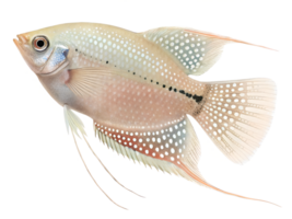 A delicate pearl gourami with intricate dotted patterns and long, isolated on a transparent background png