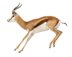 A springbok executing a high pronk, all legs rigid and straight, tail lifted, isolated on a transparent background png