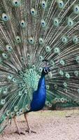 close up peacock with open tail in park in summer video