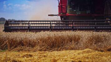 Part of combine harvester on the dry field. Process of cutting ripe spikelets of wheat in the farmland. Agricultural machine gathering crop. Close-up. video