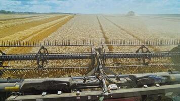 Process of harvesting ripe crop on the field. Agricultural machine cutting yellow ears of wheat. View from the window of combine harvester. video